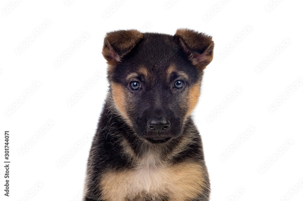 Nice puppy with blue eyes Nice puppy with blue eyes