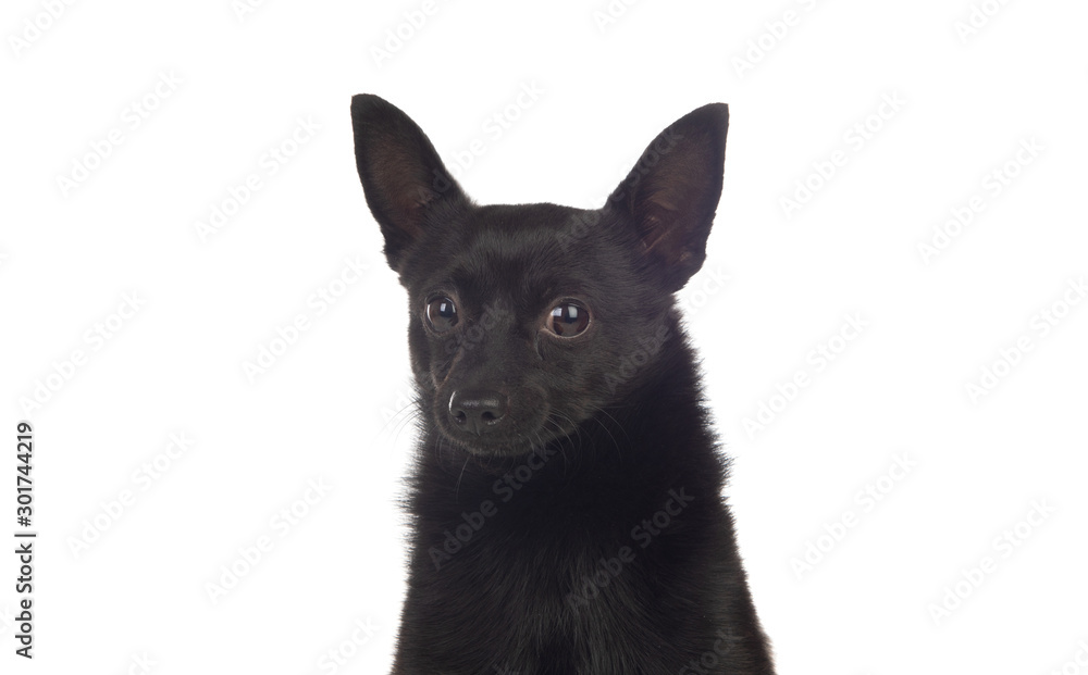 Konsulat dommer analog Black dog mix of a chihuahua and a pomeranian race Stock Photo | Adobe Stock
