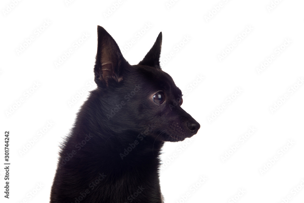 Black dog mix of a chihuahua and a pomeranian race Black dog mix of a chihuahua and a pomeranian race