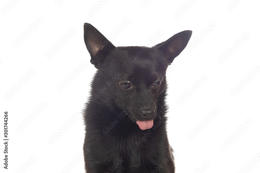 Black dog mix of a chihuahua and a pomeranian race Black dog mix of a chihuahua and a pomeranian race