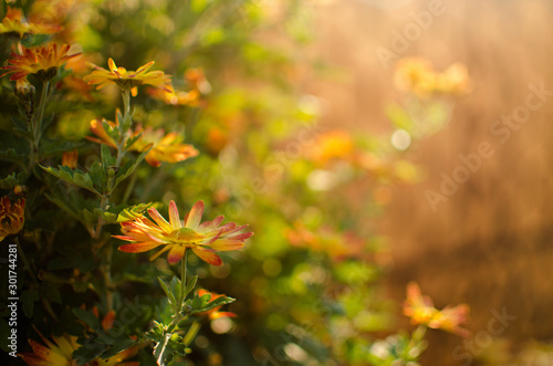 Autumn chrysanthemum flowers grow