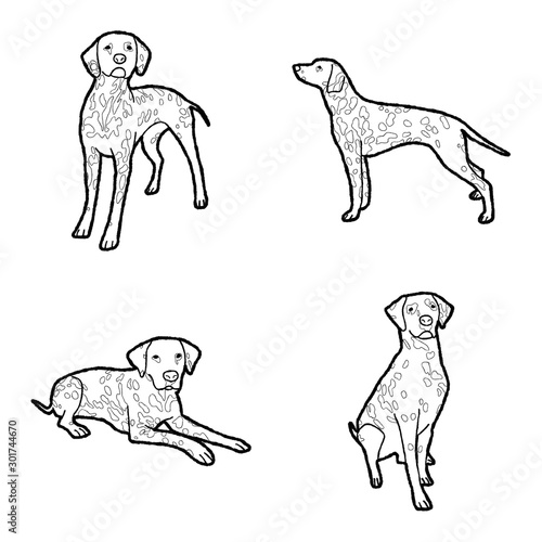 Dalmatian Animal Vector Illustration Hand Drawn Cartoon Art