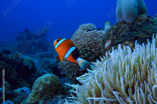 under water ocean   landscape underwater world  scene blue idyll nature