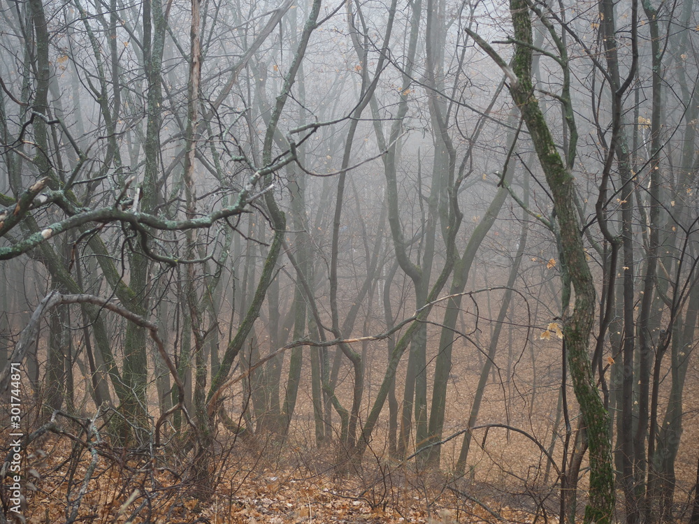 curved branches of trees in a misty autumn forest curved branches of trees in a misty autumn forest