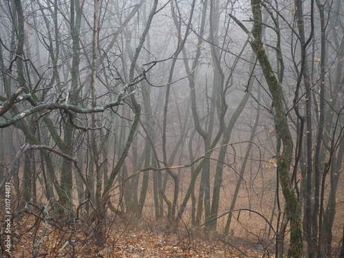 curved branches of trees in a misty autumn forest