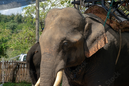 Stop to see elephants between Tha Ton and Chiang Rai, Thailand