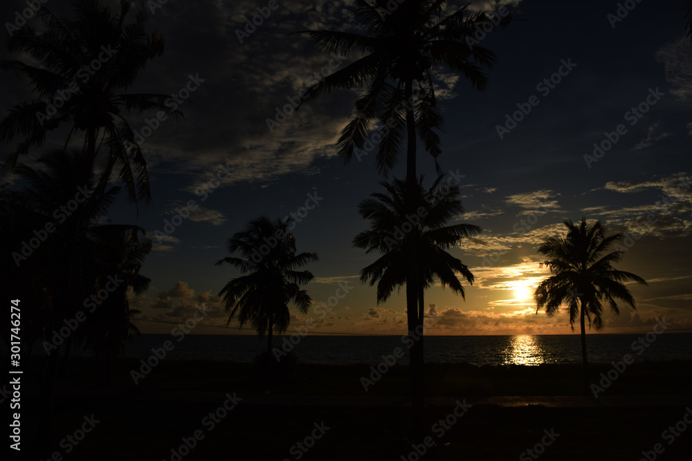 coconut tree, coconut tree with a sunset setting