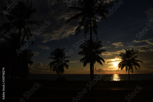 coconut tree, coconut tree with a sunset setting