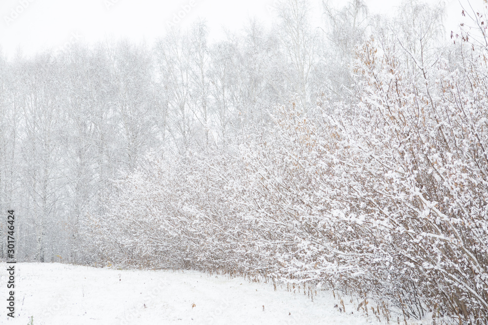 Naklejka premium Frozen birch tree on cloudy winter sky in sunny winter day Branches covered with snow