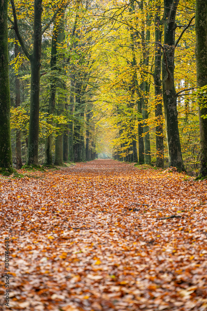 Autumn tree lane