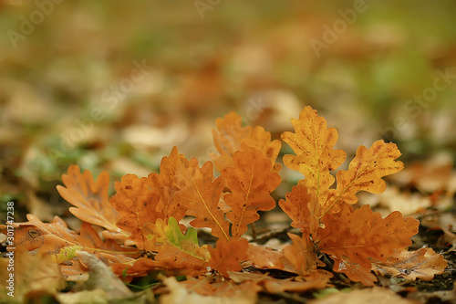 autumn landscape background with yellow leaves / sunny autumn day, the sun's rays at sunset in a beautiful yellow forest, fallen leaves, fall