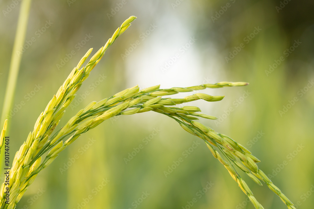 Φωτογραφία Closed up of green rice farm field in local area of Thailand.