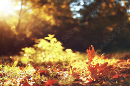 Canvastavla fall wet leaves background / autumn background, yellow leaves fallen from the tr