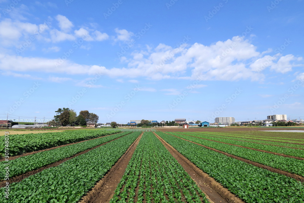 秋の郊外の小松菜畑風景