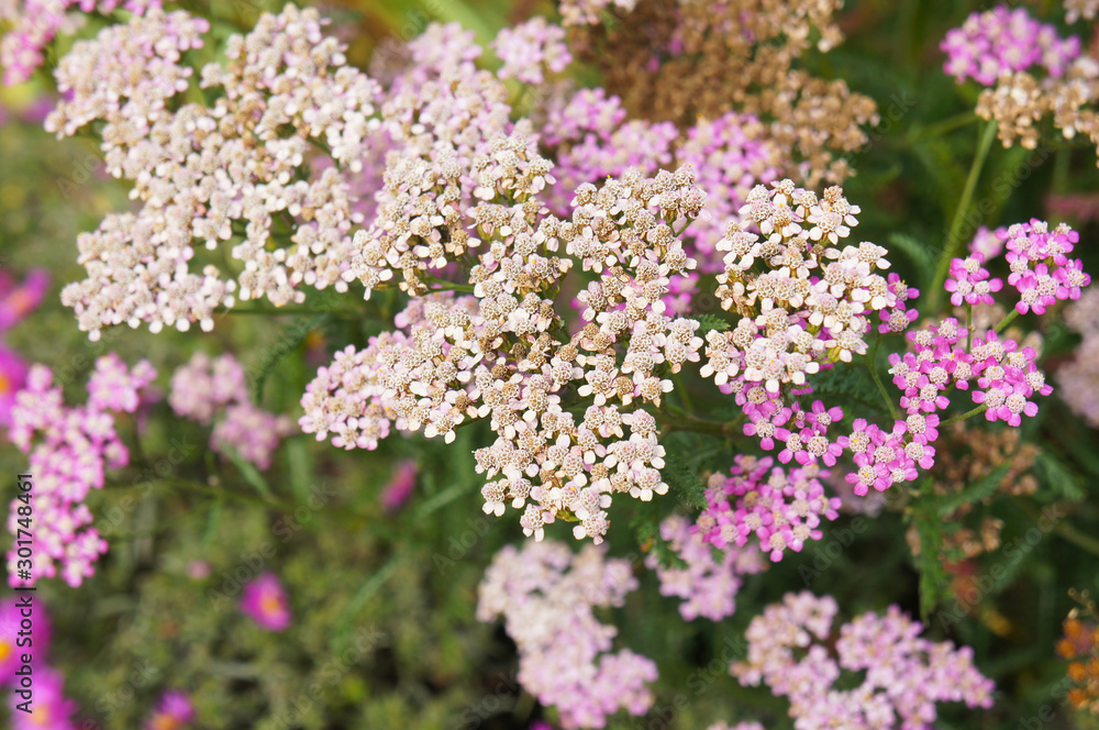 Obraz premium achillea asiatica yarrow white and pink flowers background
