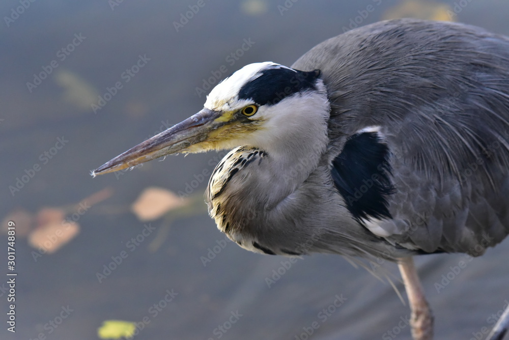 Fototapeta premium Grey Heron Serpentine