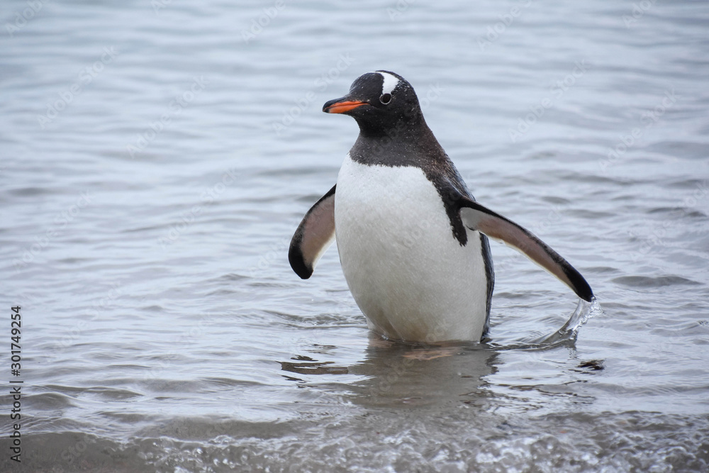 Naklejka premium manchot antarctique sortant de l'eau
