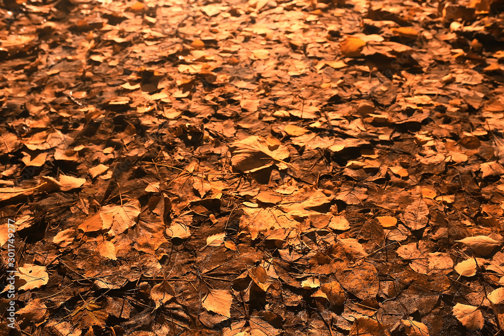 fallen leaves background / autumn background yellow leaves fallen from a tree fallen leaves background / autumn background yellow leaves fallen from a tree