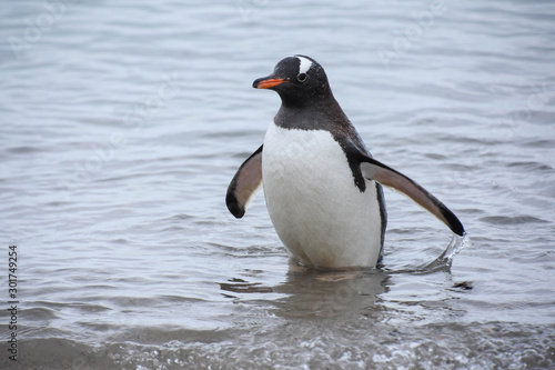 manchot antarctique sortant de l eau