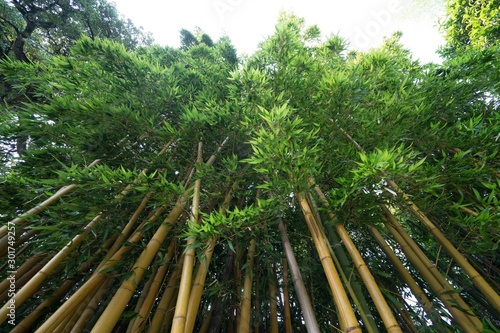 F  ret de bambou en contre-plong  e