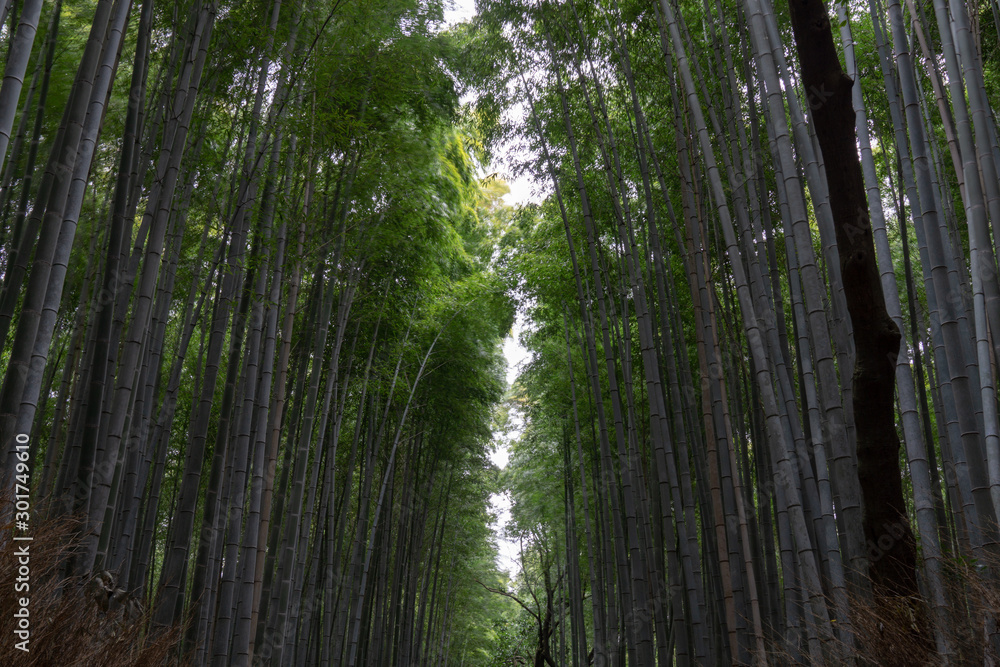 Arashiyama Bamboo Forest Kyoto, Japan Arashiyama Bamboo Forest Kyoto, Japan