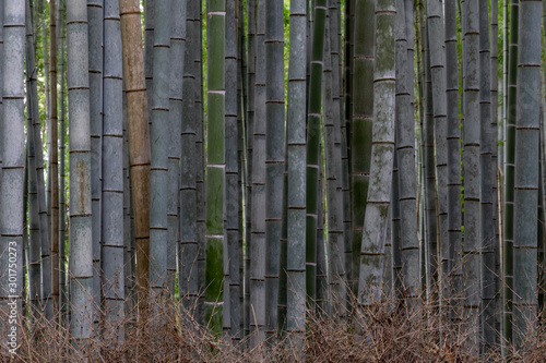 Arashiyama Bamboo Forest Kyoto  Japan