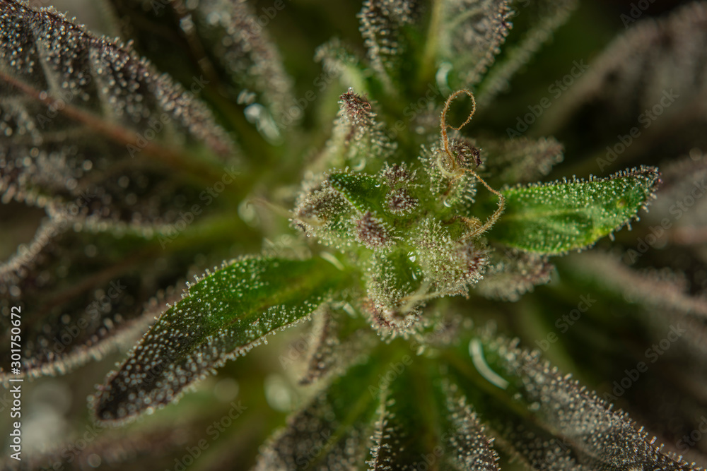 Black French cookies variety of ripened mini marijuana flower from greenhouse Black French cookies variety of ripened mini marijuana flower from greenhouse