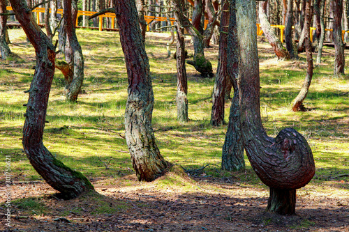 The Dancing Forest.  Pine forest on the Curonian Spit. Unusually twisted trees. Drunken forests, the trees. Drunken pine trees in Russia,  contorted into rings, spirals, and other loops and squiggles.