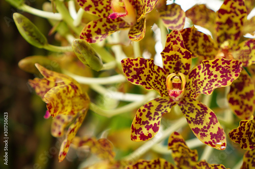 Beautiful Tiger orchid flower with several names such as Leopard flower  Grammatophyllum speciosum orchid Giant orchid  Sugar Cane orchid or Queen of the orchids
