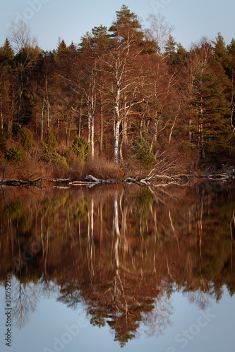 Spiegelung von Baum im See