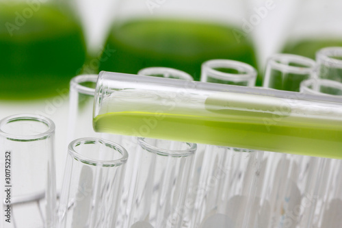 Marine plankton or Microalgae culture into a test tube in laboratory