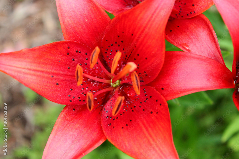 Red Lilly Red Lilly