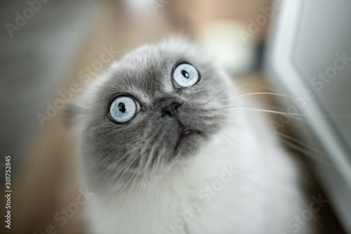 Fotografie funny cat looking surprised