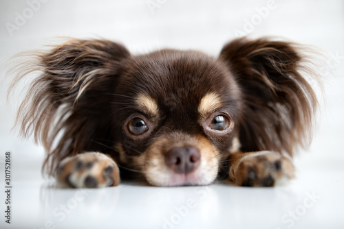 chihuahua dog portrait lying down photo