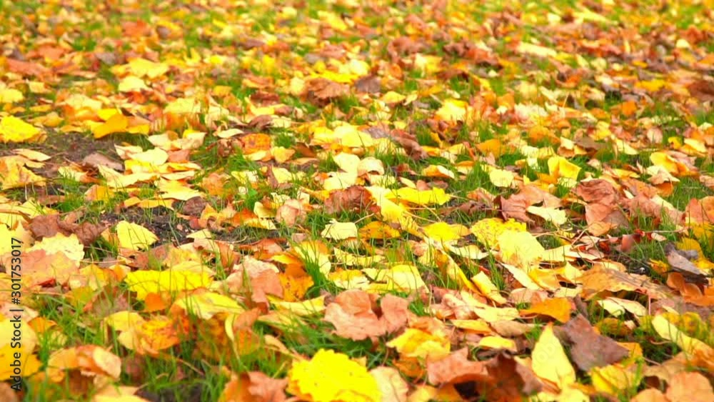 City park in autumn time, sunlight, autumn colors in city City park in autumn time, sunlight, autumn colors in city