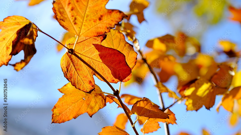 Leaves of plants in the fall. Bright sheet background for design. Leaves of plants in the fall. Bright sheet background for design.