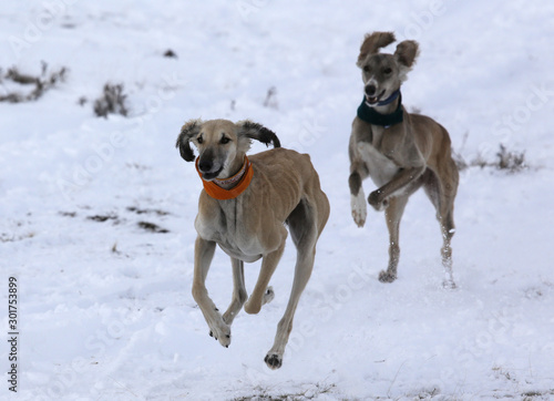Two dogs chase a hare while hunting in the steppes of Kazakhstan