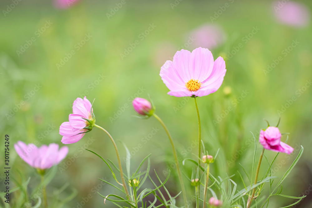 cosmos flower. In garden, close up. cosmos flower in the summer garden on a sunny day close-up. Retro style toned. Cosmos flower in the summer garden on a sunny day close up. Retro style toned cosmos flower. In garden, close up. cosmos flower in the summer garden on a sunny day close-up. Retro style toned. Cosmos flower in the summer garden on a sunny day close up. Retro style toned