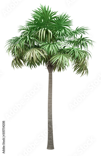 Canvas Print thatch palm tree isolated on white background