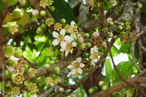 Manzana de Monana / Tinamaste