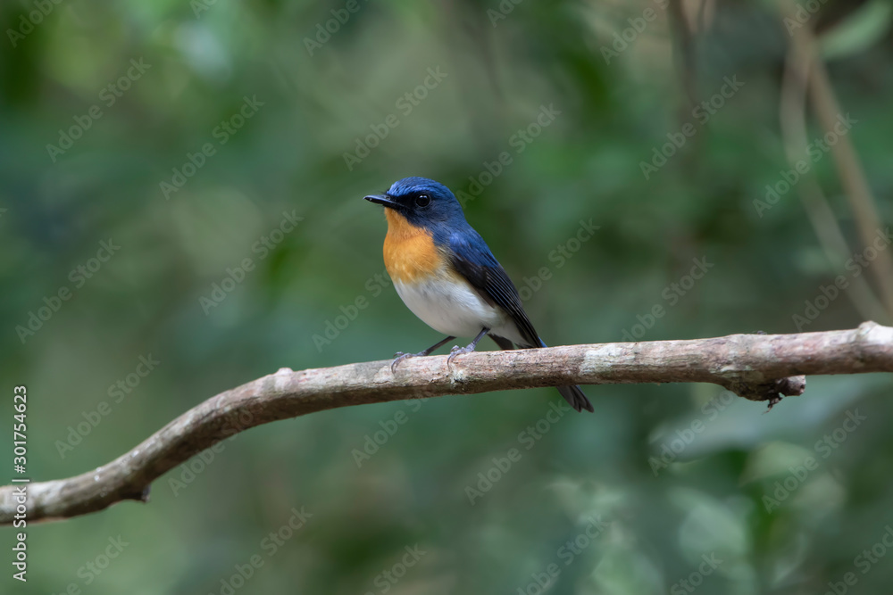 The Chinese blue flycatcher (Cyornis glaucicomans) is a small passerine bird in the flycatcher family, Muscicapidae. The Chinese blue flycatcher is found in southern China and the Malay Peninsula. 