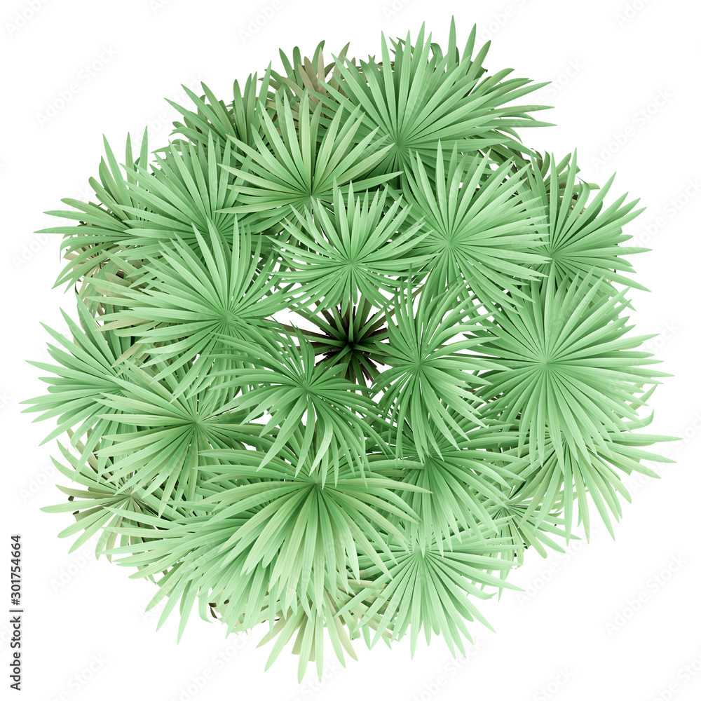 thatch palm tree isolated on white background. top view thatch palm tree isolated on white background. top view