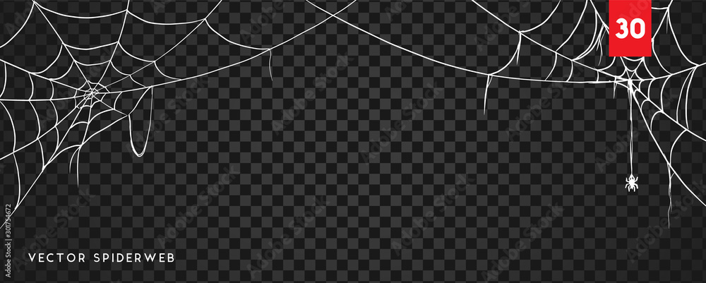 Halloween cobweb and spiders isolated on dark transparency background