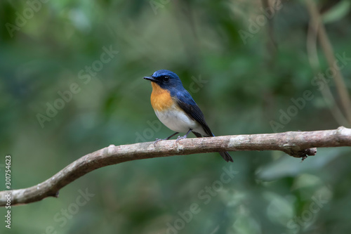 The Chinese blue flycatcher (Cyornis glaucicomans) is a small passerine bird in the flycatcher family, Muscicapidae. The Chinese blue flycatcher is found in southern China and the Malay Peninsula.  © Thongtawat
