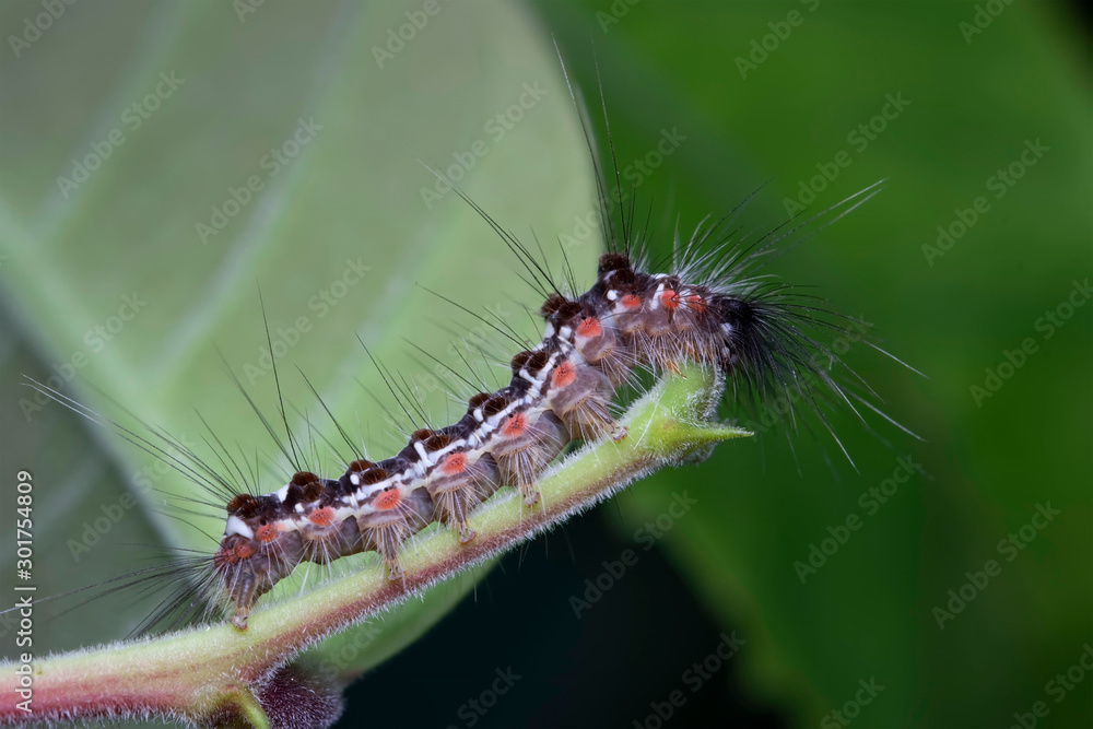 Caterpillar. A close-up of a caterpillar on a plant