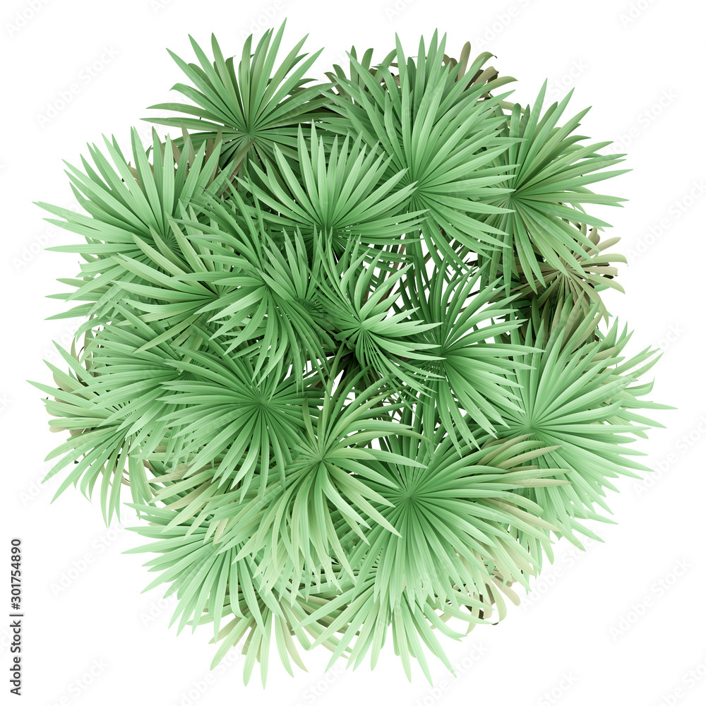 thatch palm tree isolated on white background. top view thatch palm tree isolated on white background. top view