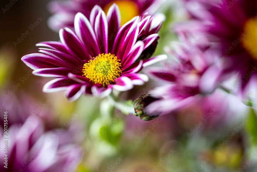 Nahaufnahme einer violetten Blume mit weißen Spitzen Nahaufnahme einer violetten Blume mit weißen Spitzen