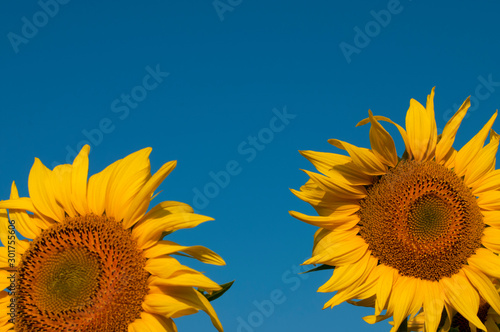 Fototapeta Naklejka Na Ścianę i Meble -  orange sunflowers on a background of blue sky