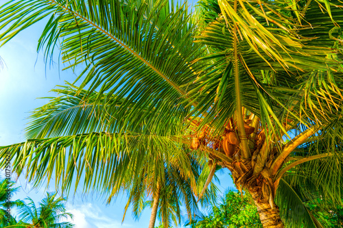 Beach summer vacation holidays background with coconut palm tree