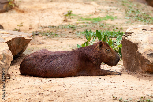 Capybara, Hydrochoerus hydrochaeris, the largest toothed rodent.